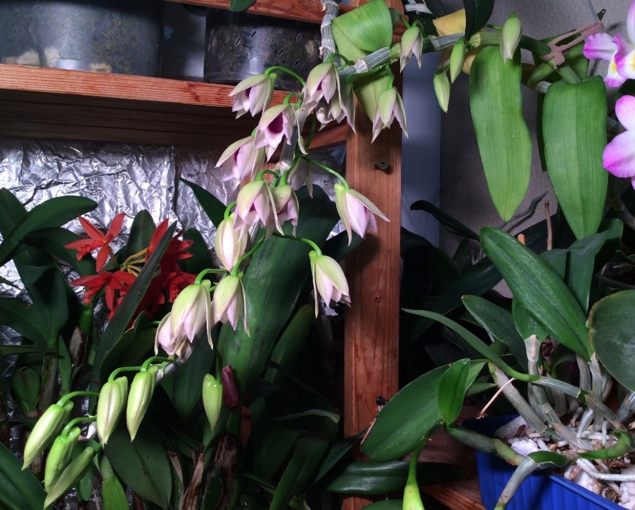 Орхидея Санни фаленопсис