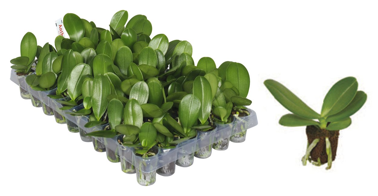 Фаленопсис exotic Punch