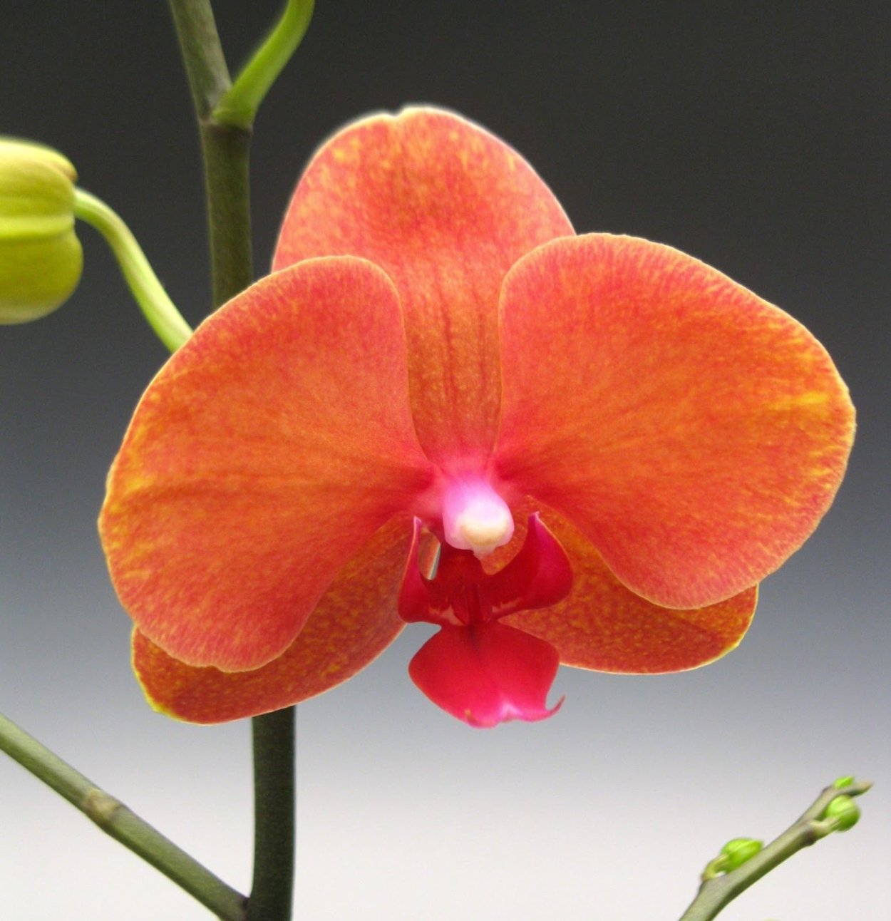 Орхидея Каида пелорик