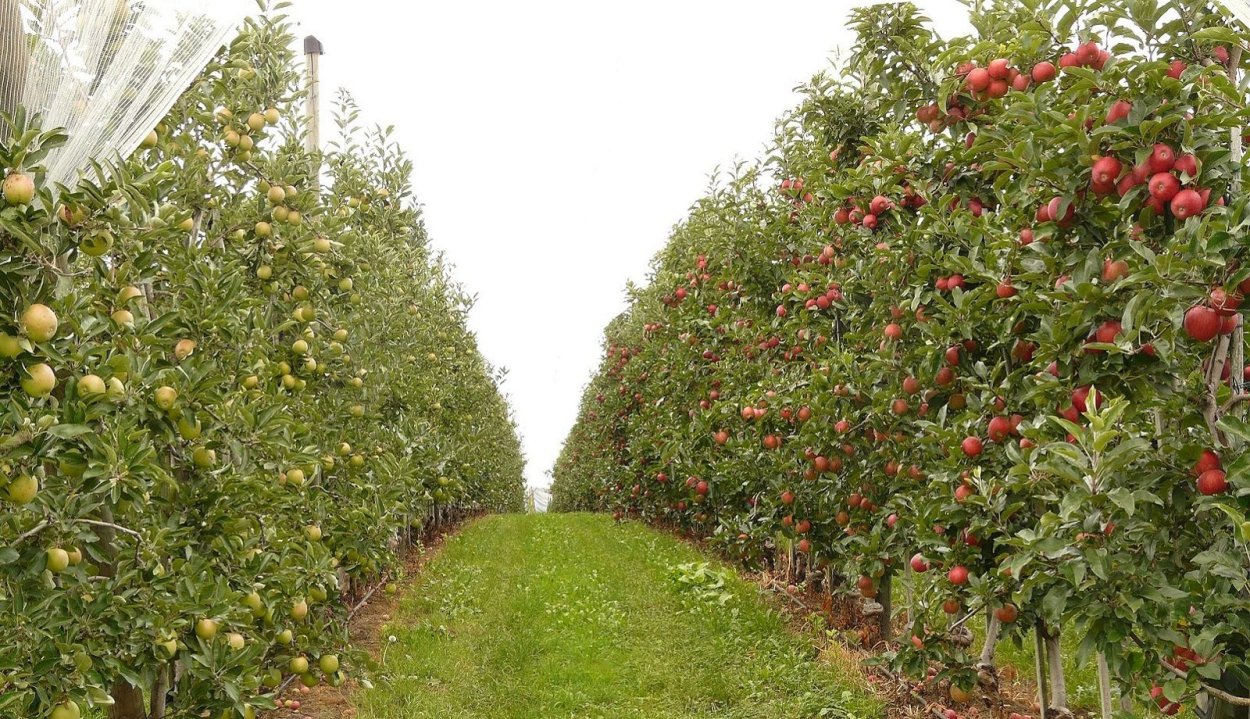 Дерево яблони Жарден