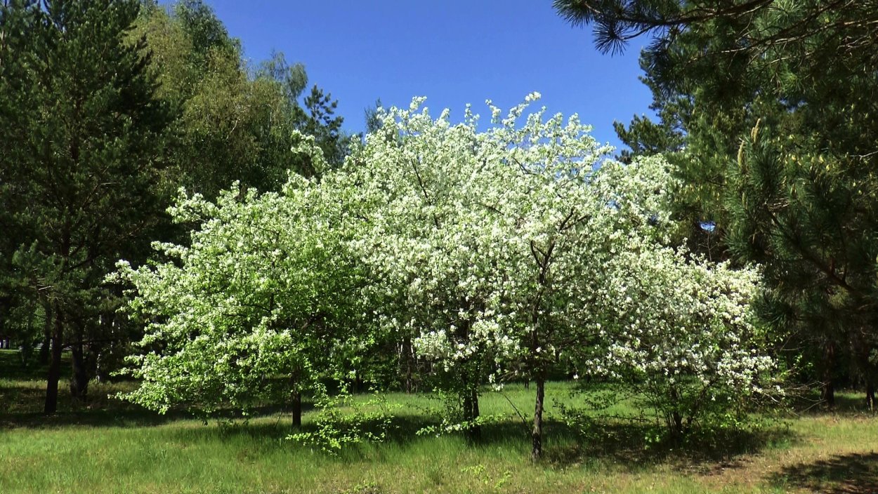 Фруктовый сад побелили деревья