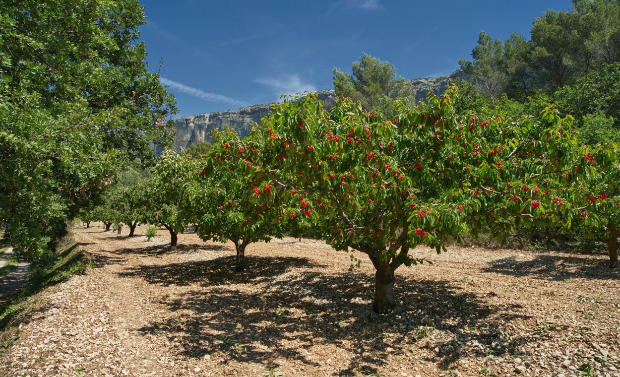 Аркад Бирюкова яблоня