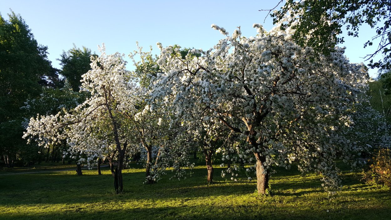 Яблочные плантации Нормандии