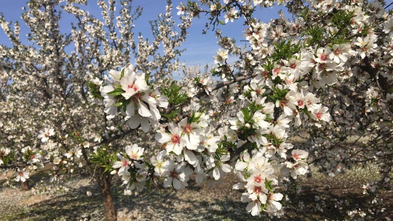 Плантация абрикосов