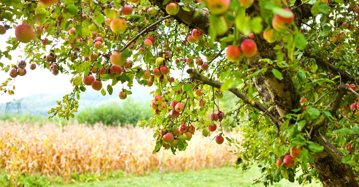 Яблоня в саду