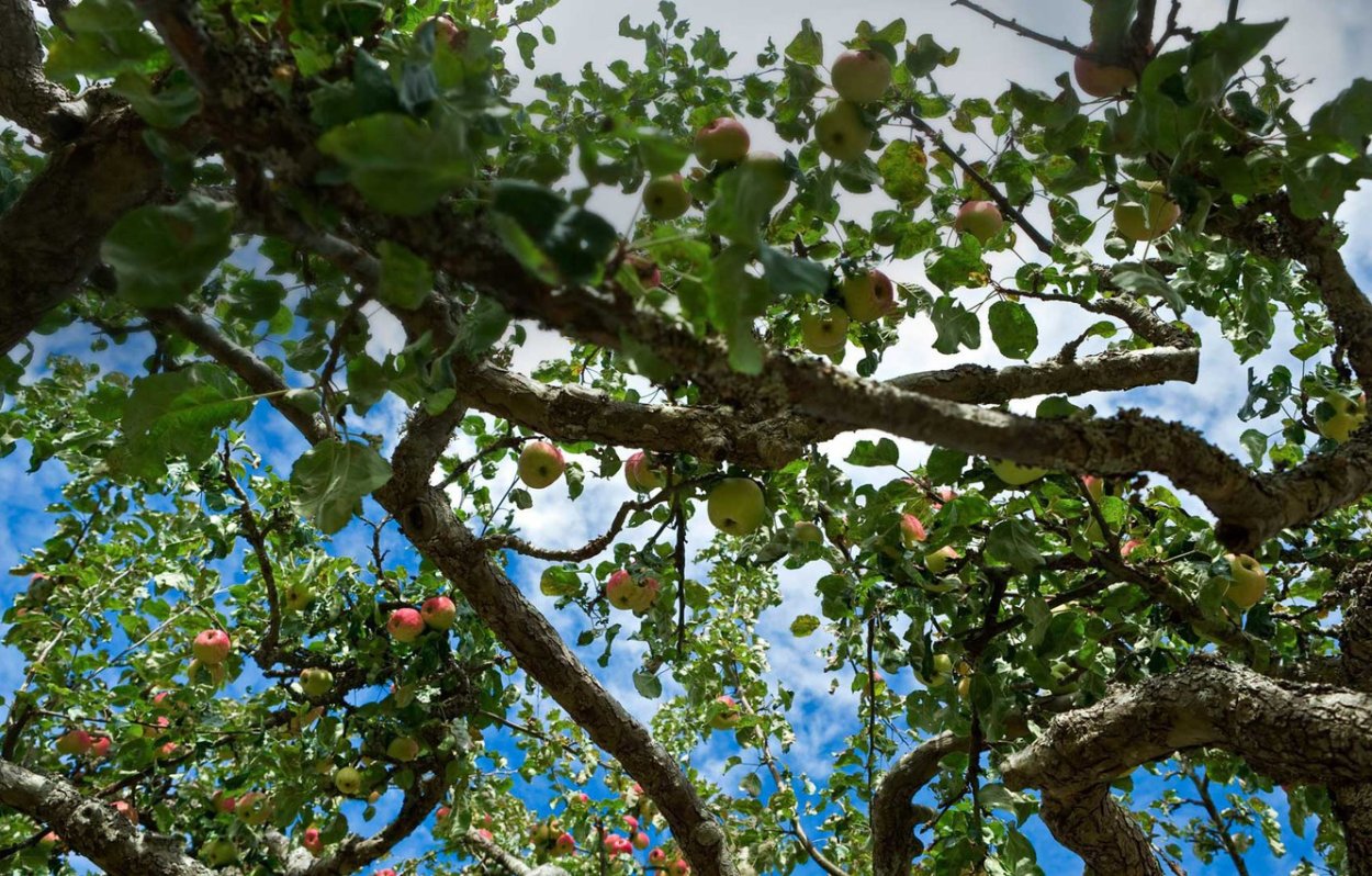Священное дерево яблоня