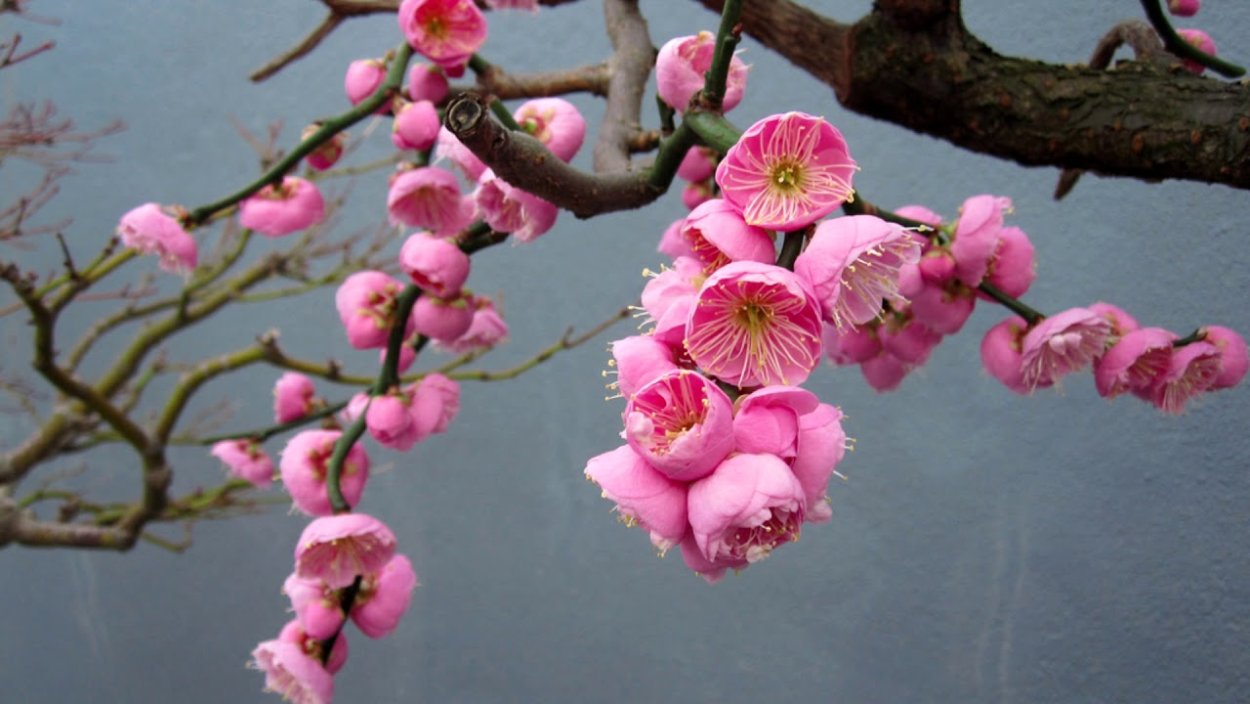 Цветы Умэ японская слива