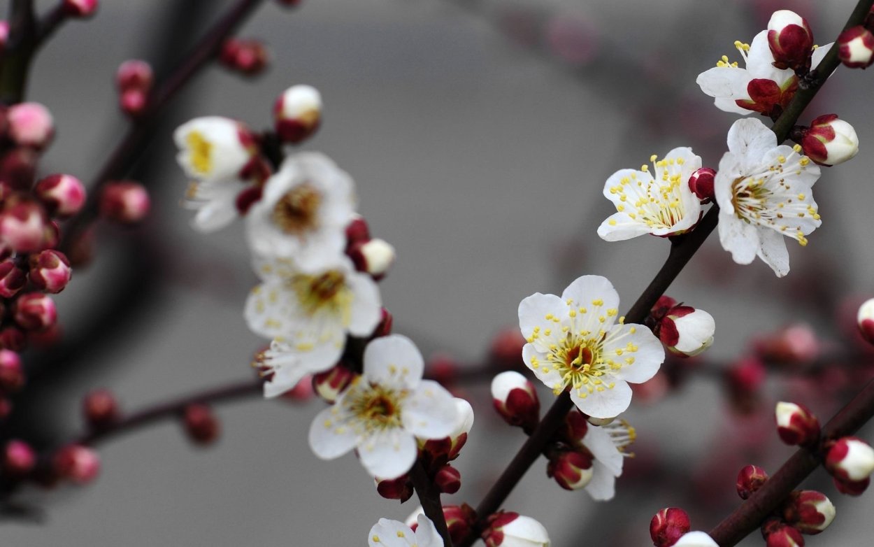 Эталон Цветущая слива