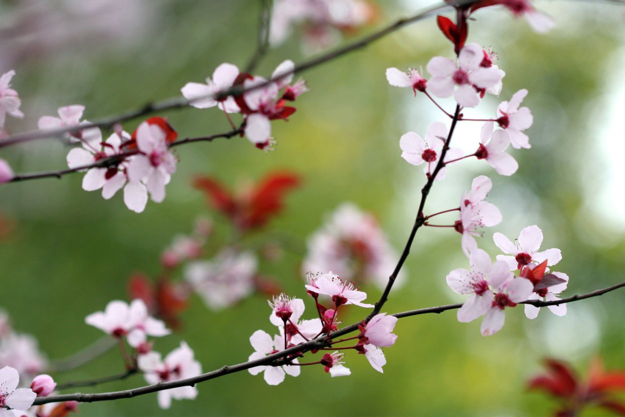 Обои Цветущий персик на телефон