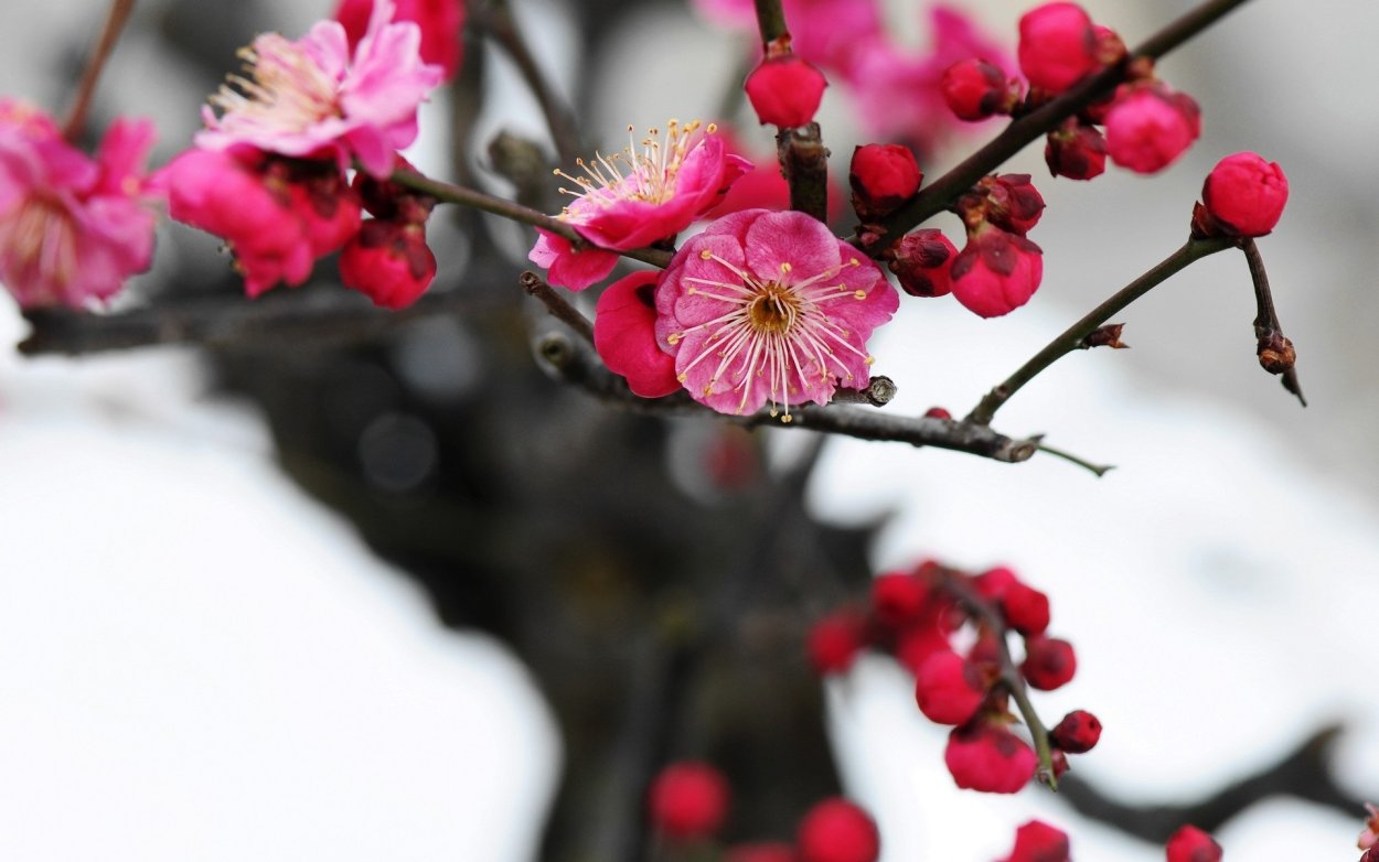 Японская слива Умэ