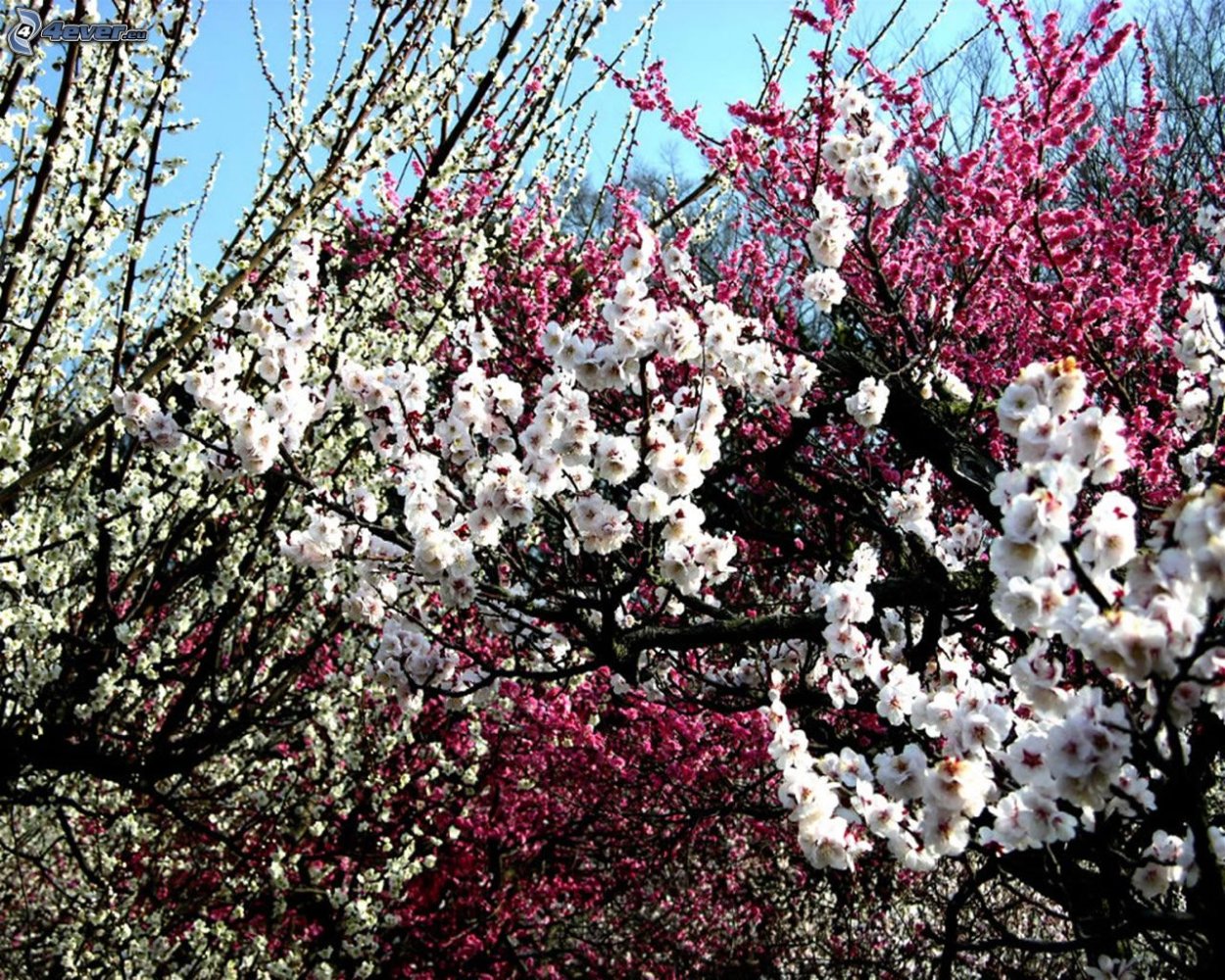 Японская алыча кустарник