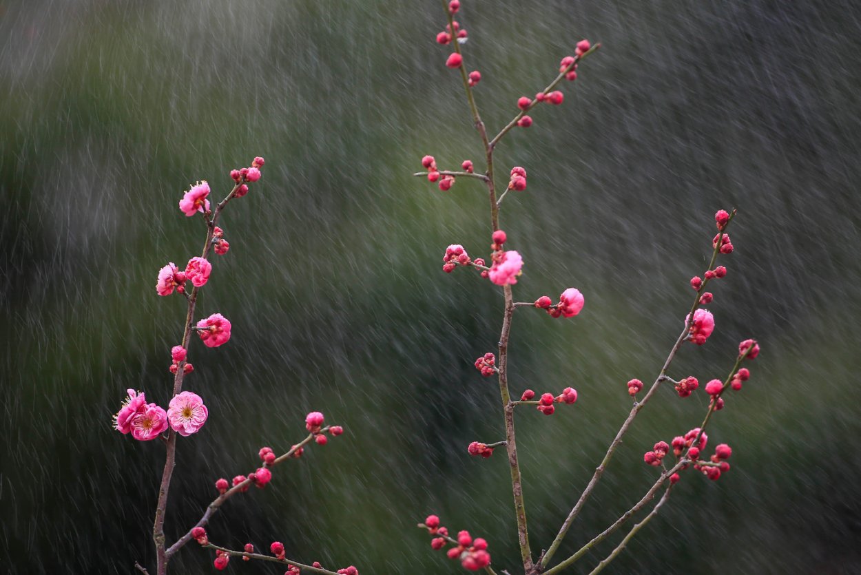 Мейхуа чечээ