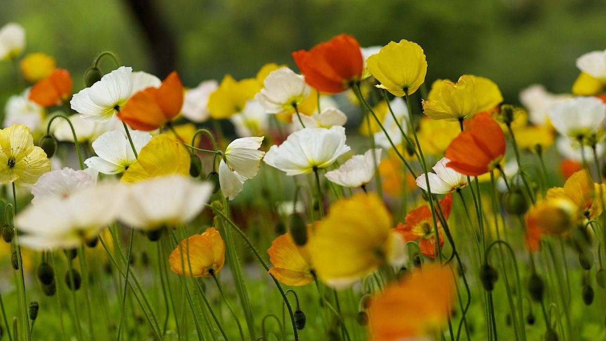 Летние цветы