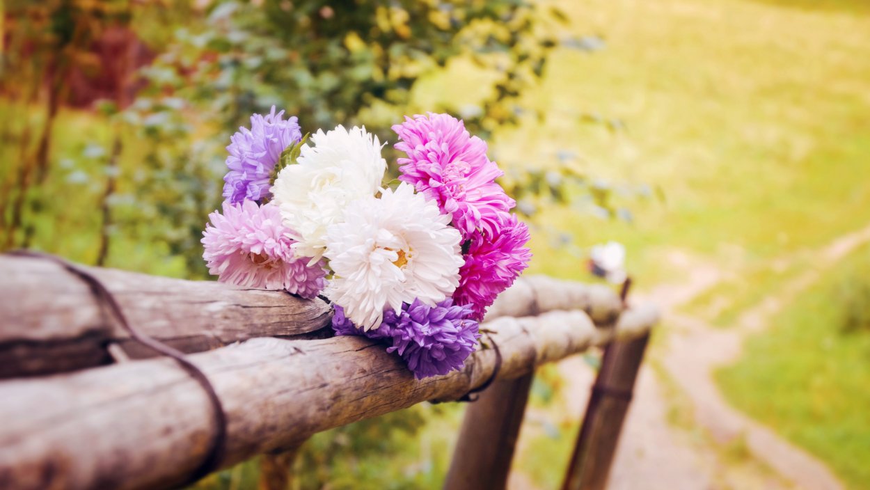 Полевые цветы