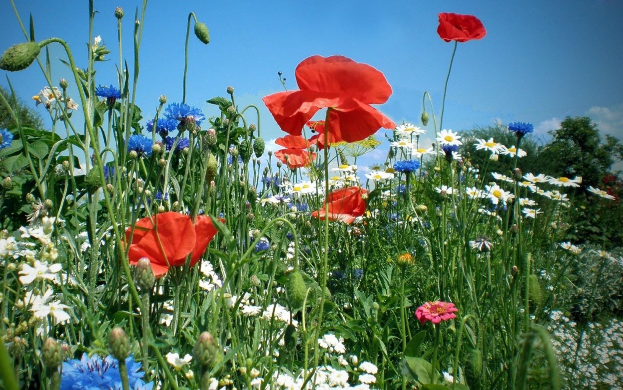 Полевые цветы в природе