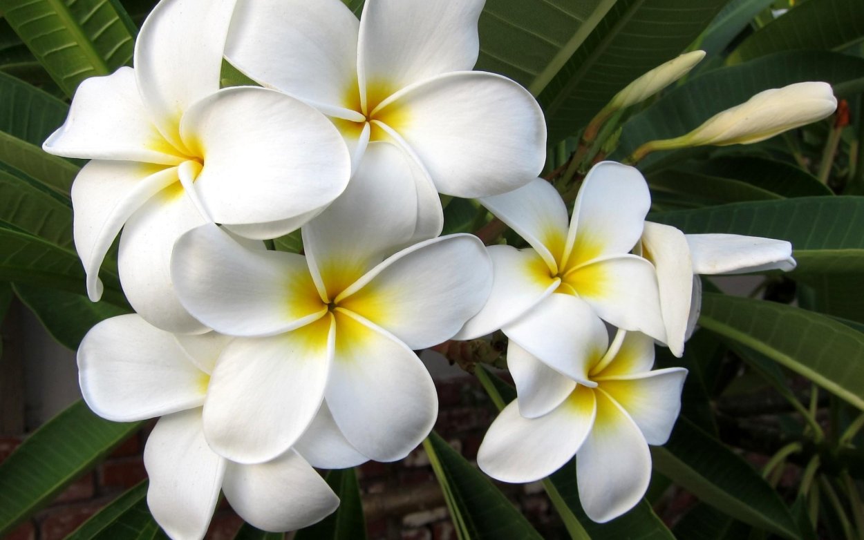 Плюмерия Франжипани