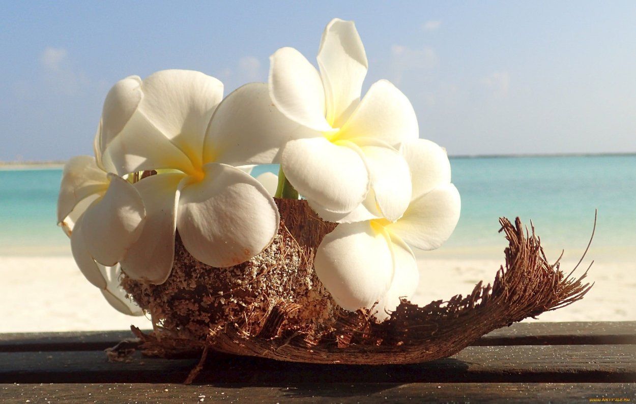 Плюмерия Ладаван