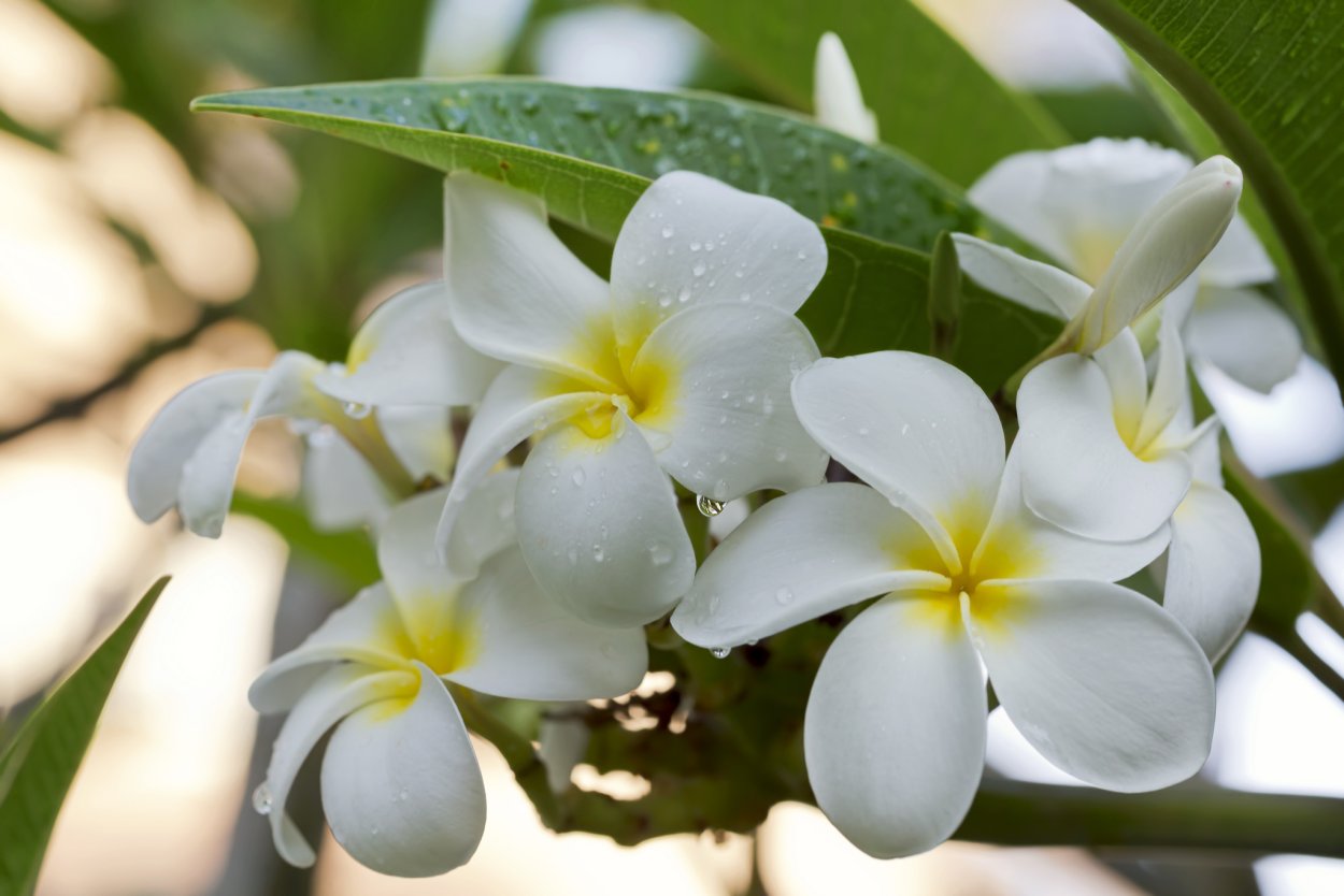 Цветы Плюмерия Франжипани