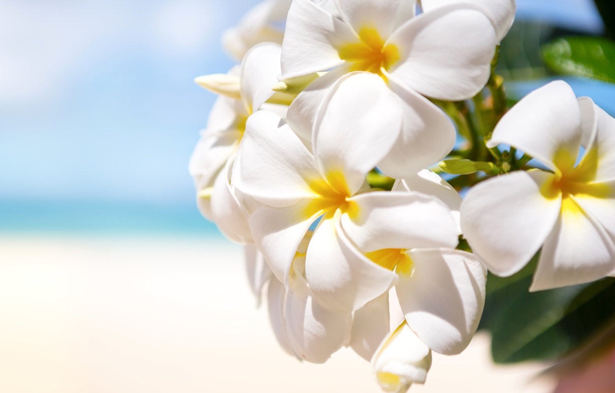 Флора Тайланда