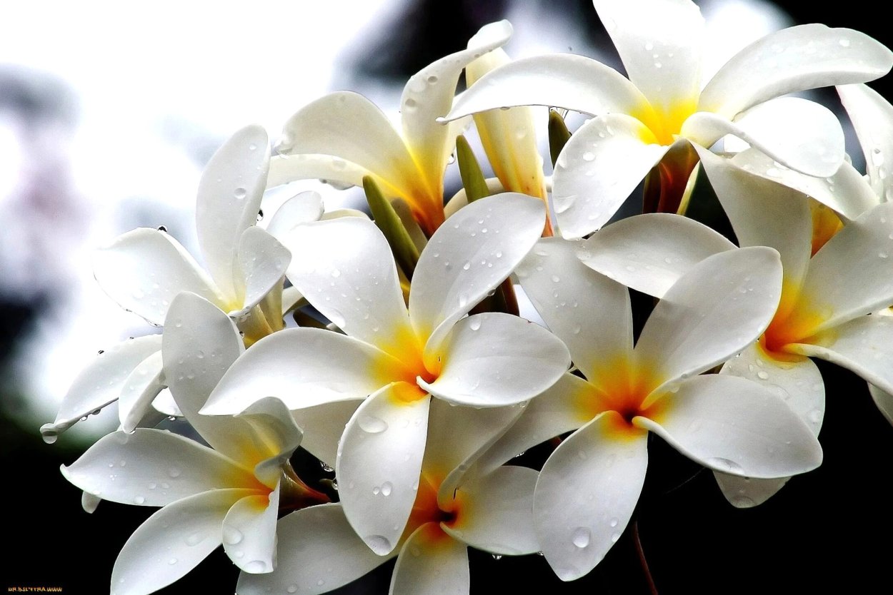 Плюмерия Флора Океании