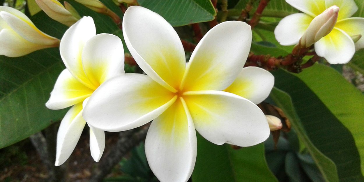 Камелия Плюмерия