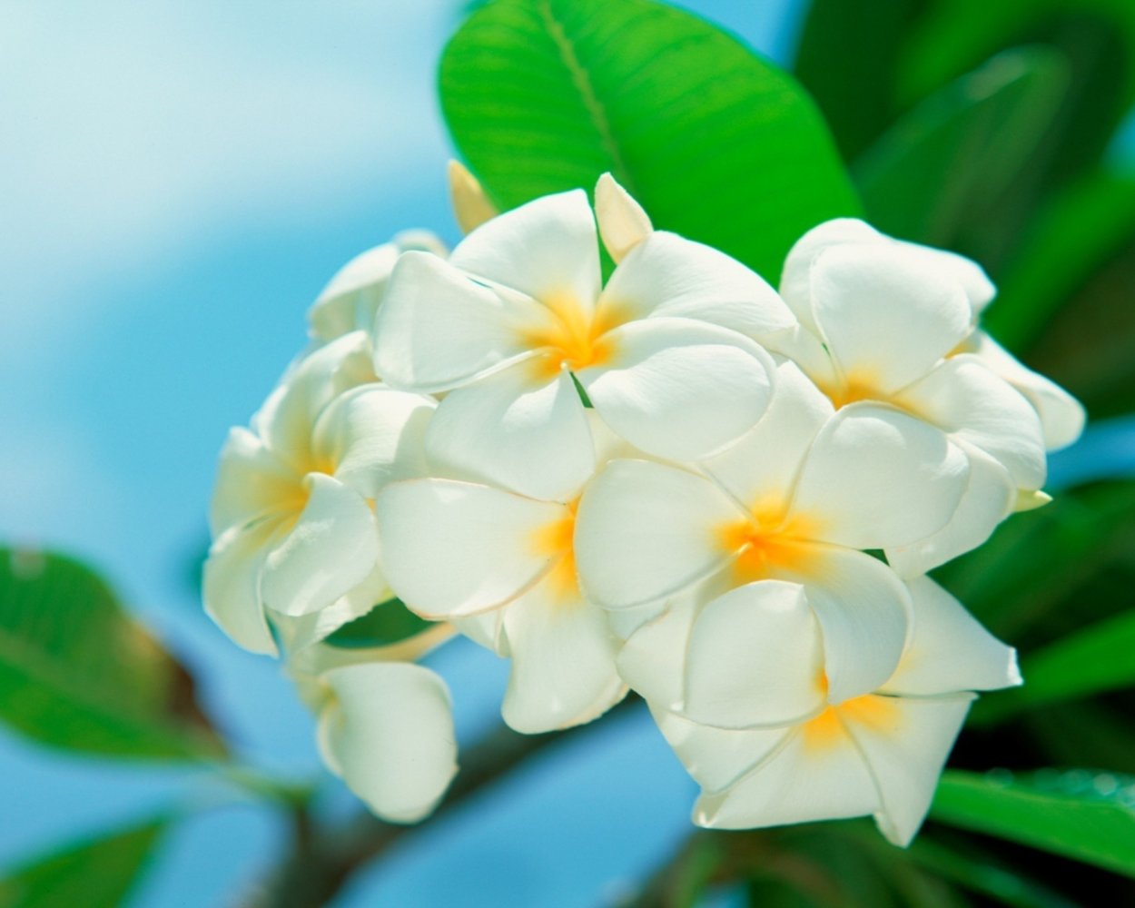 Кувшинки лотоса цветы экзоты