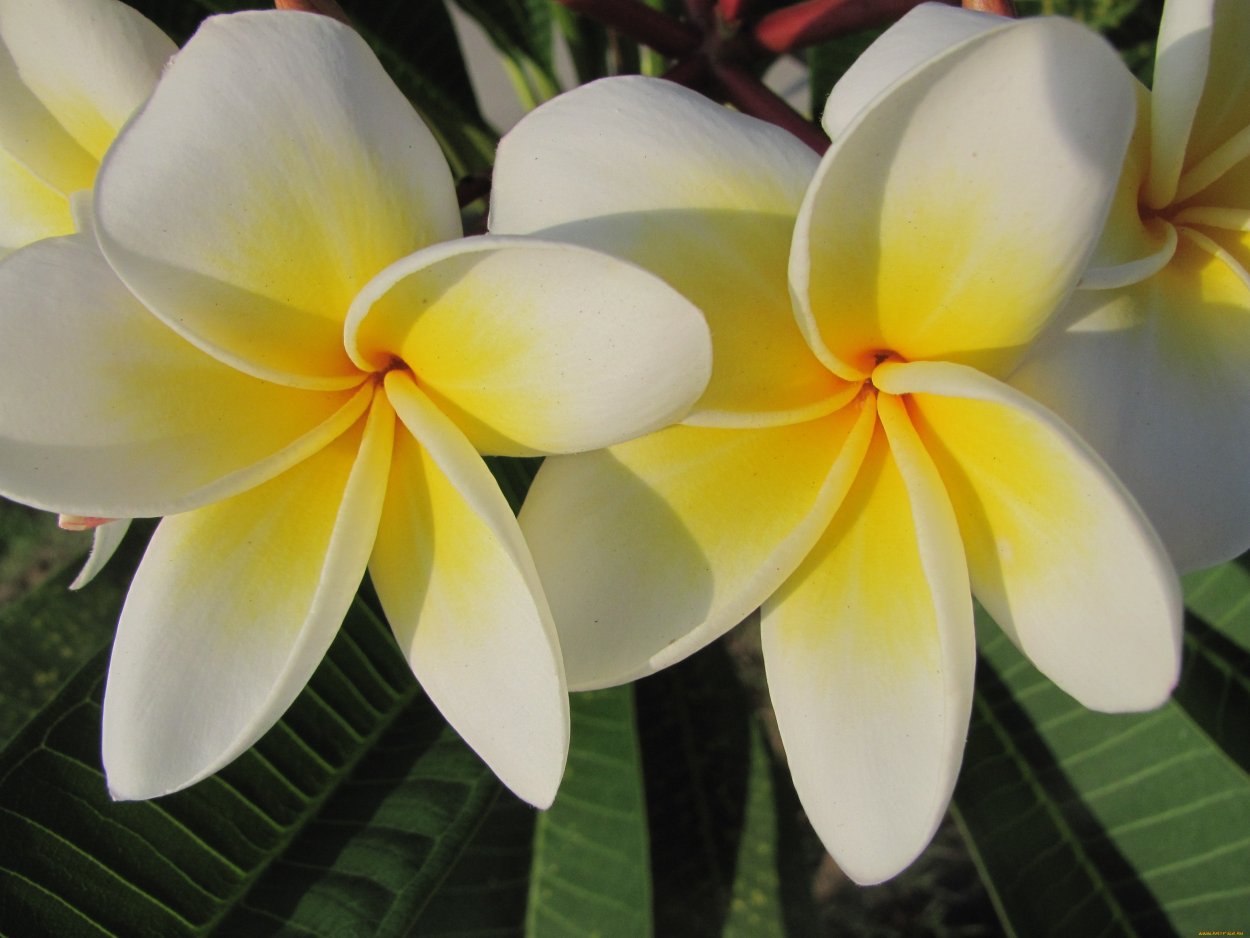 Цветущие Плюмерия Тайланда