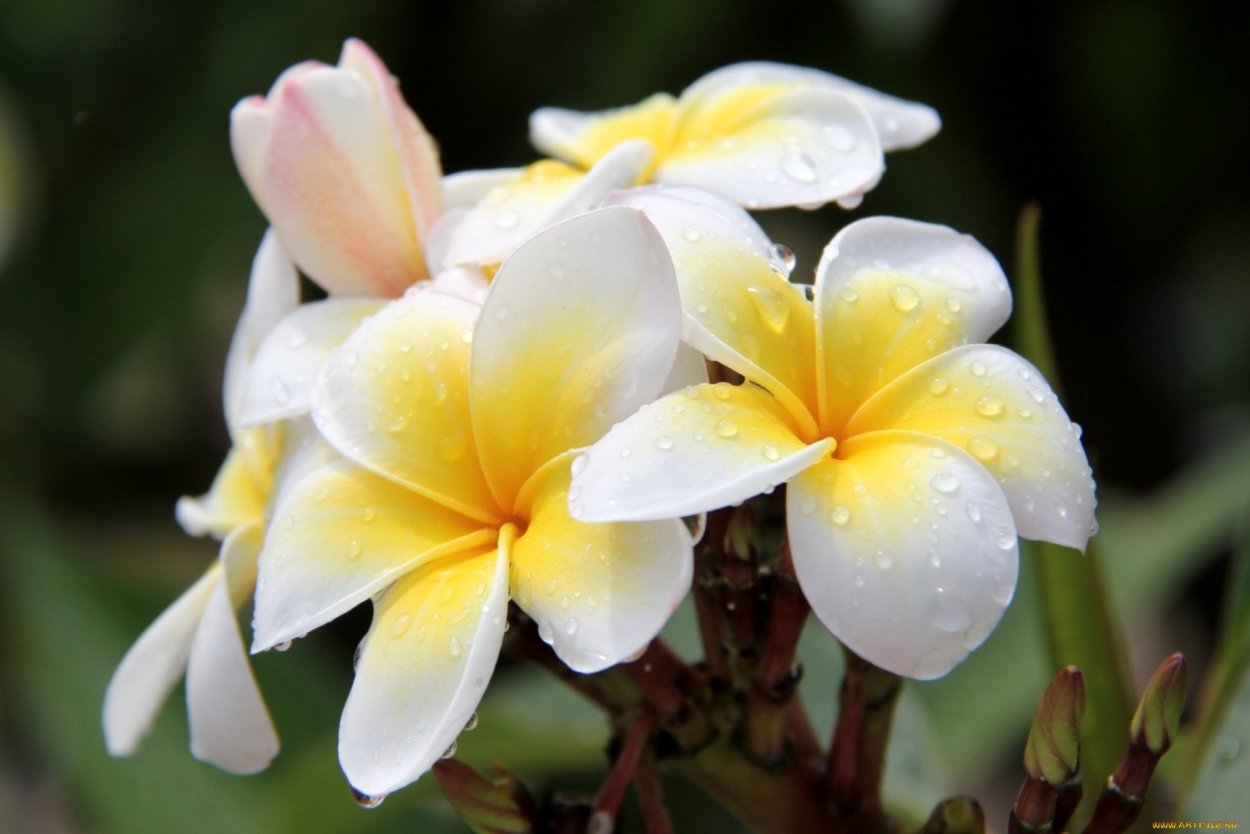 Цветы Франжипани Бали