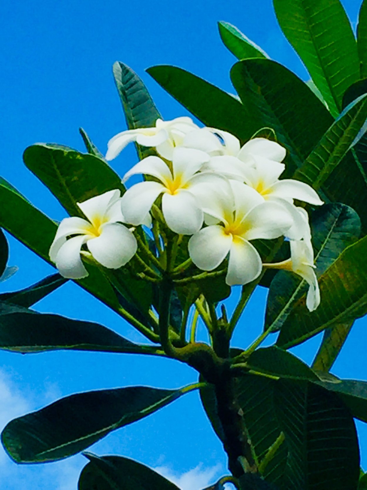 Цветы нарциссы и Жасмин