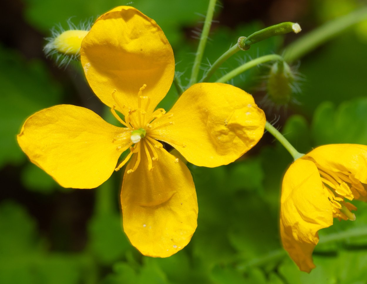 Chelidonium majus l.