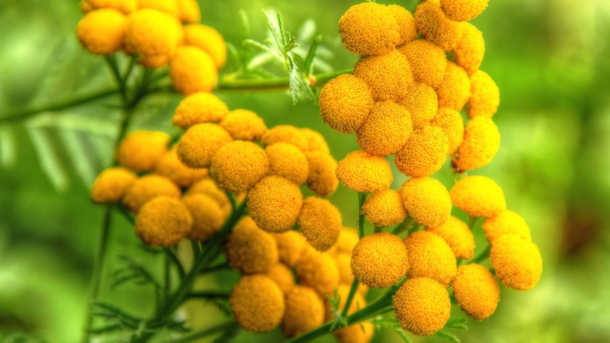 Пижма Дикая Рябинка