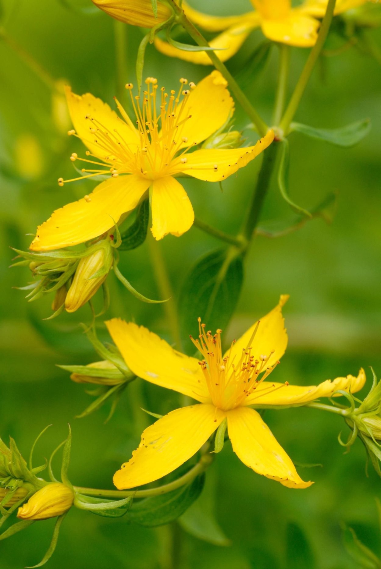 Желтый лекарственный цветок