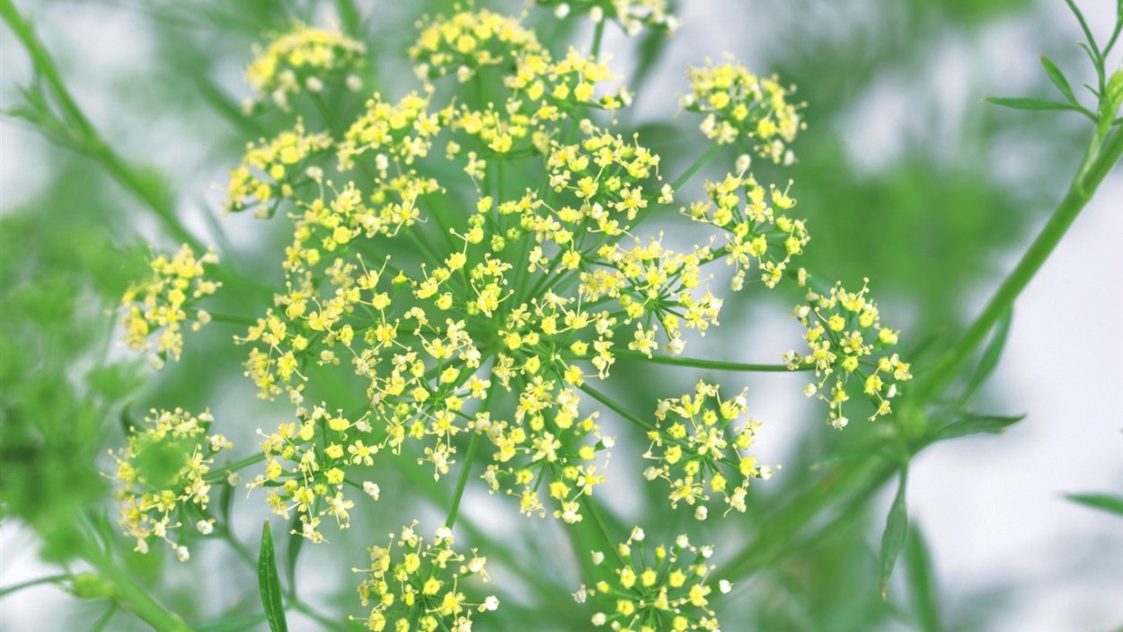 Желтые цветочки зонтичные