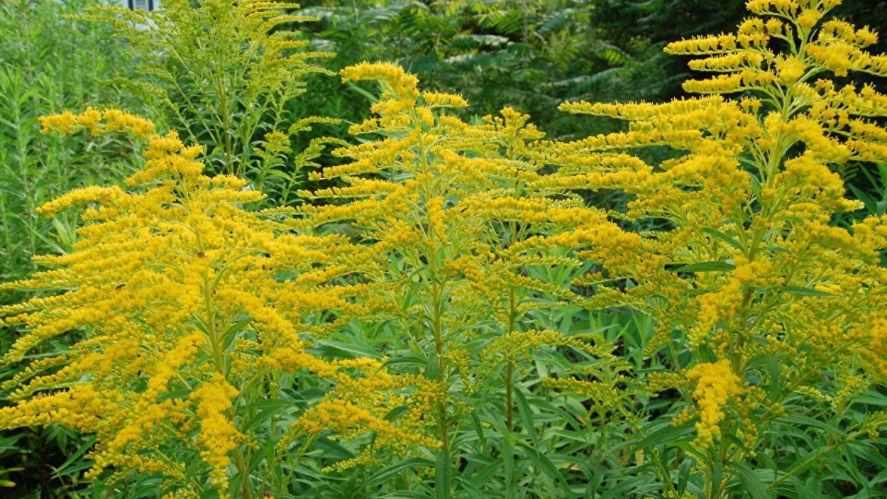 Цветущая амброзия