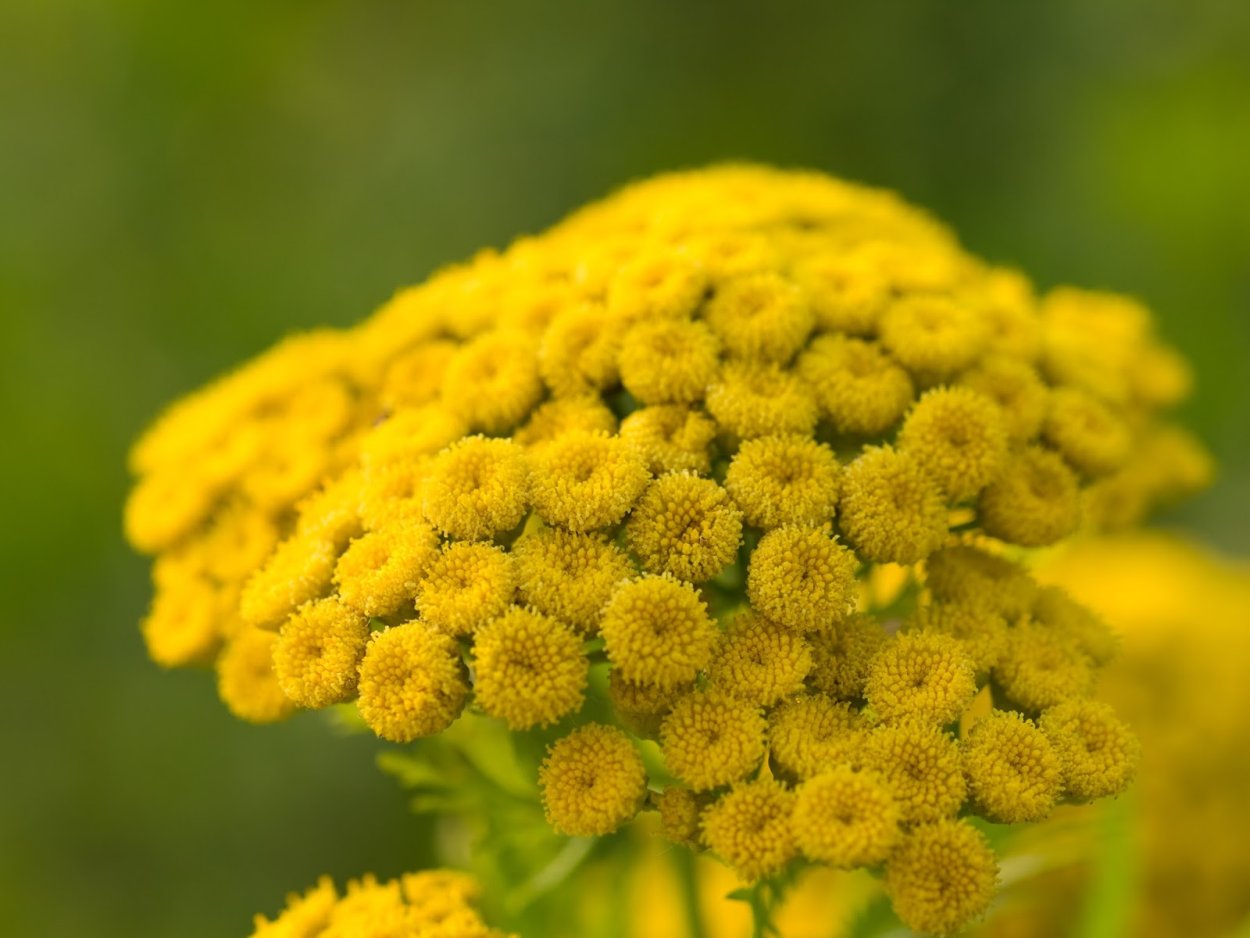 Козельник растение