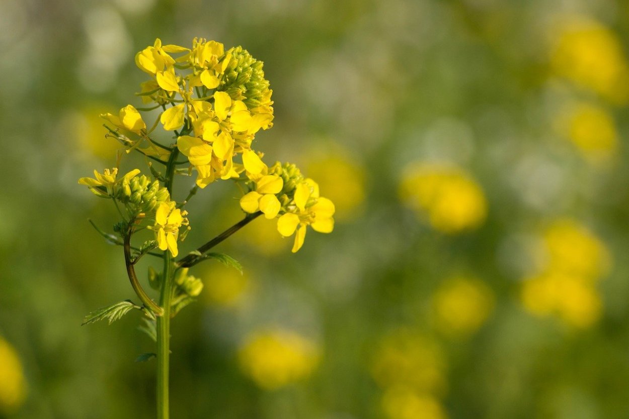 Горчица сарептская (Brassica juncea l.)