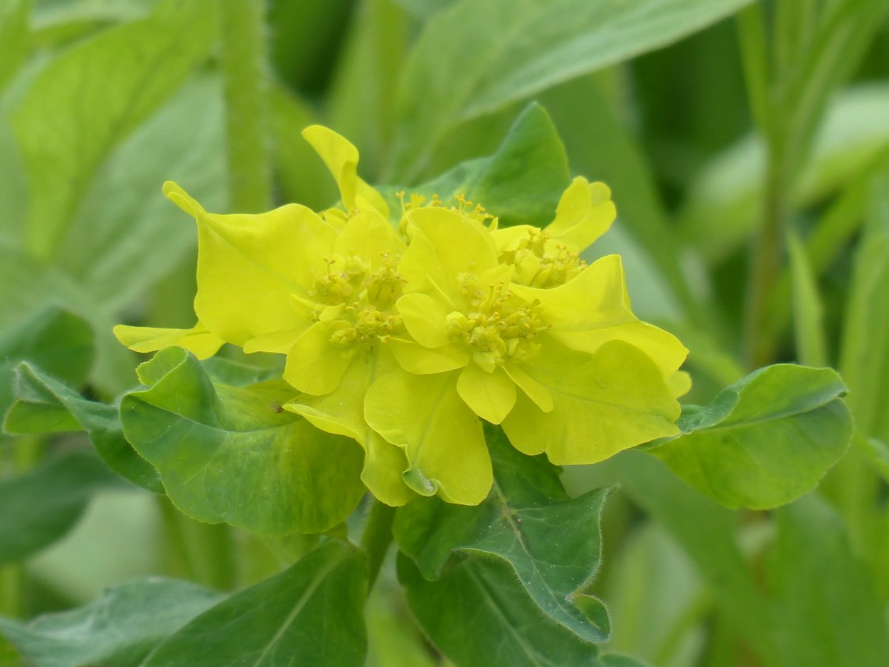 Молочай бальзамический