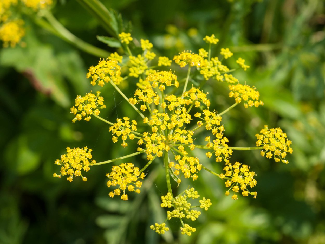Пастернак посевной (pastinaca Sylvestris)
