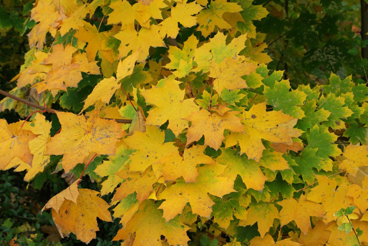 Acer platanoides 'Princeton Gold'