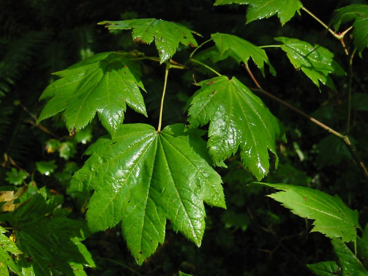 Vine Maple растение