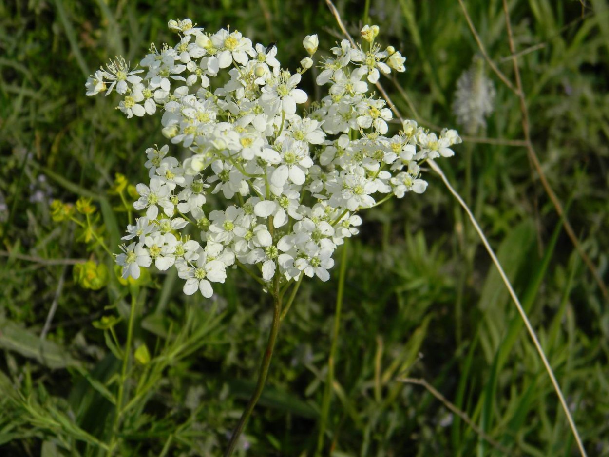 Растение подмаренник Северный