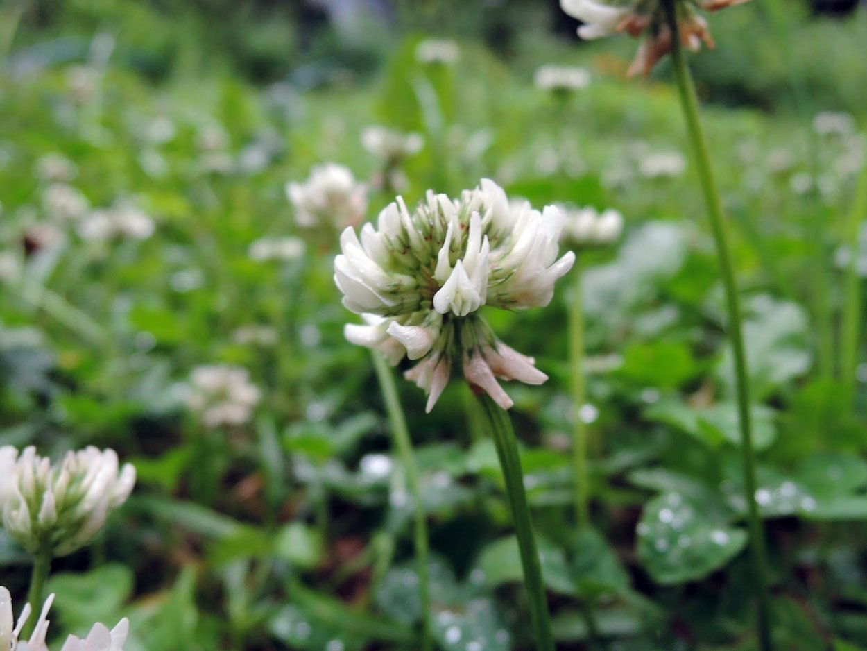 Клевер кашка цветок