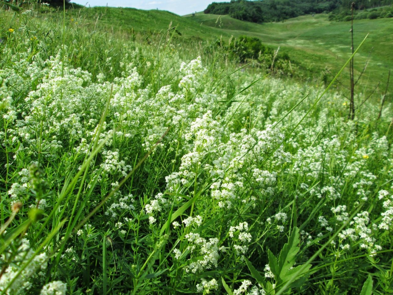 Цветок подмаренник Северный