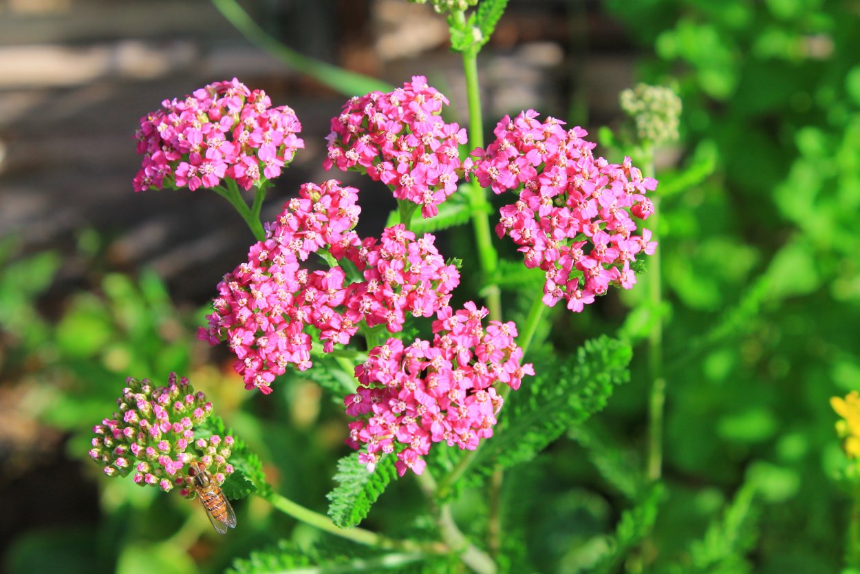 Тысячелистник малиновый