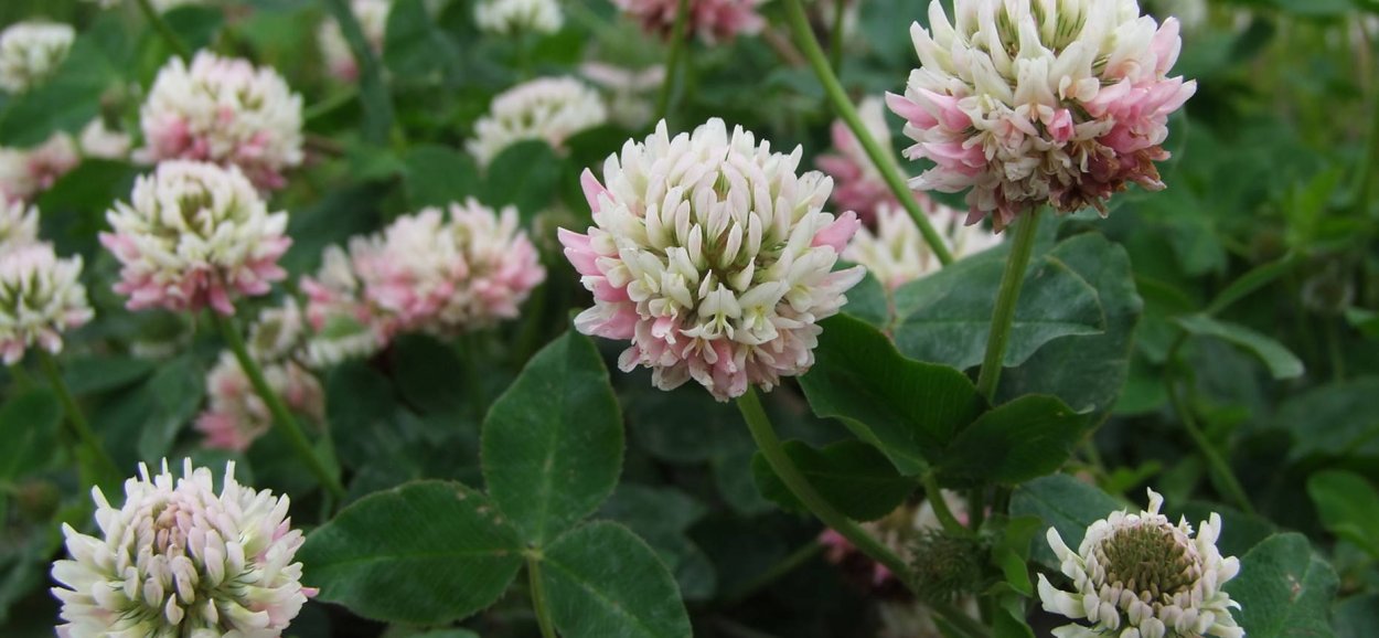 Клевер гибридный