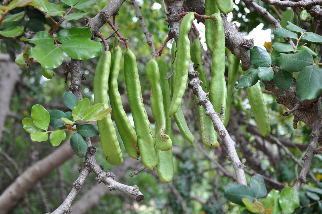 Перуанский кэроб