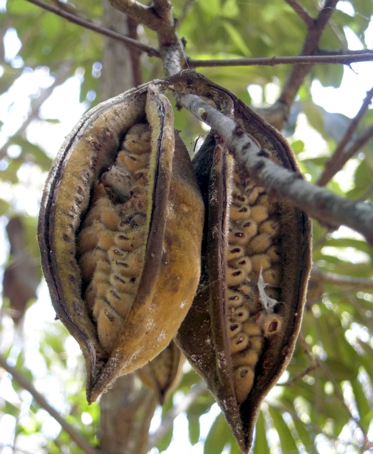 Кэроб дерево