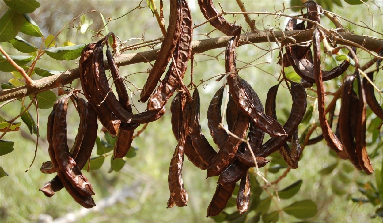 Семена рожкового дерева без фона