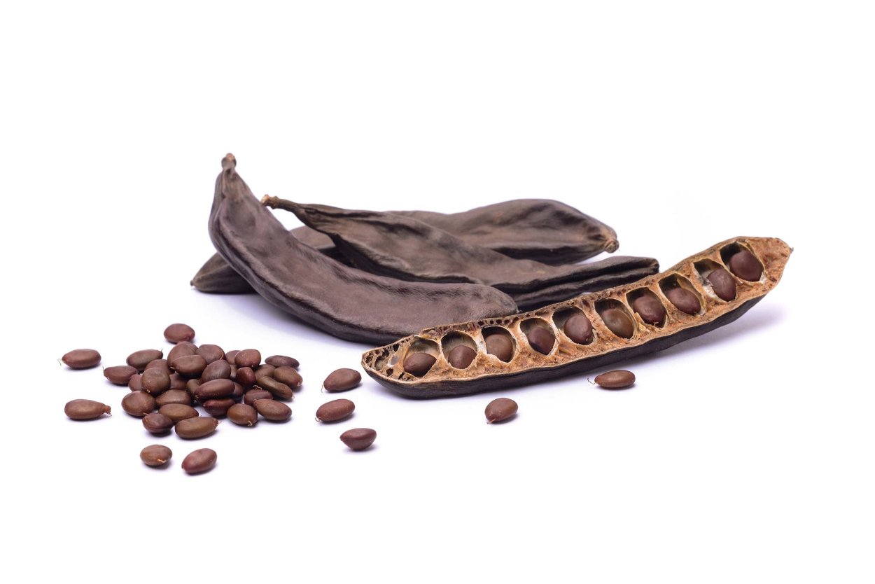 Карат семена рожкового дерева