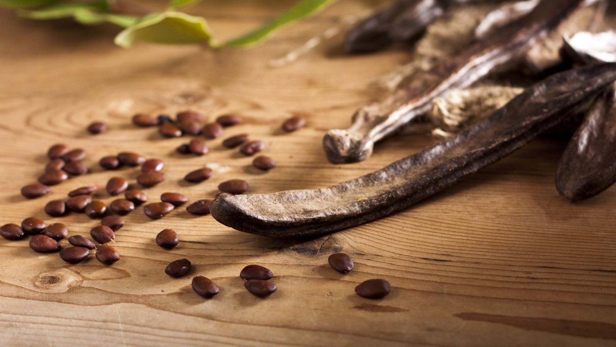 Кэроб рожковое дерево